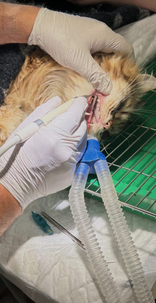 Cat under an aesthetics, undergoing a dental procedure in a vets surgery